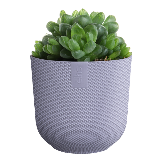 jazz round mini 11cm lavender lilac